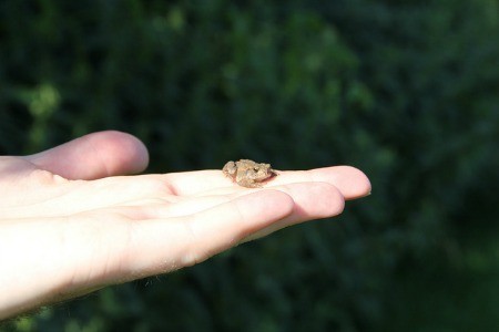 A Little Frog