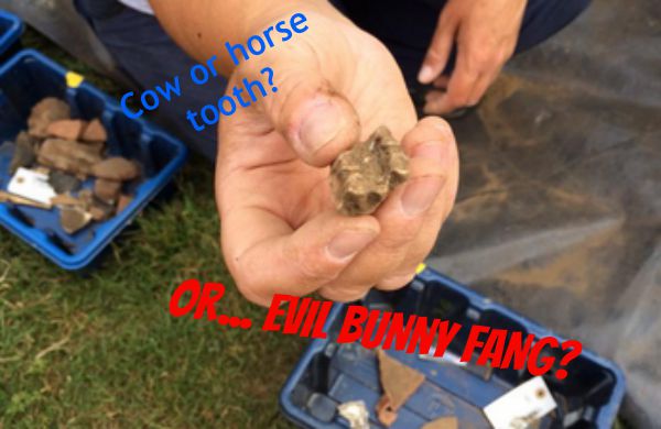 Cow Horse Tooth or Evil Bunny