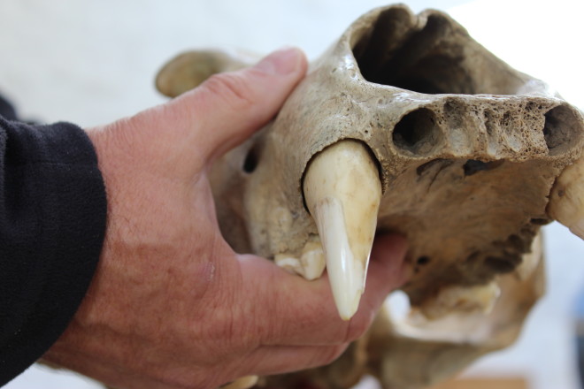 UTU - VC - Artefact - Brown bear