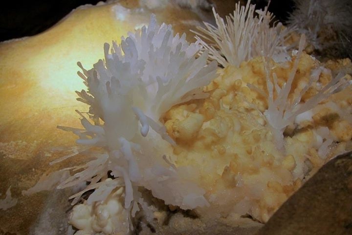 Speleothem Daren Cilau